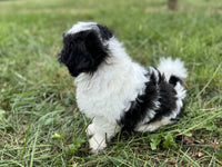 Shihpoo