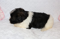 Shihpoo