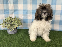 Shihpoo