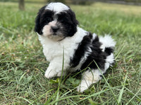 Shihpoo
