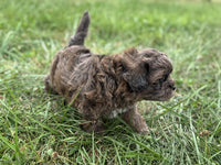 Shihpoo
