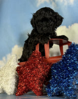 Shihpoo