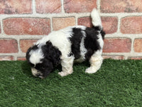 Shihpoo