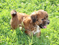 Shihpoo