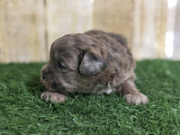 Shihpoo