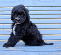 Shihpoo