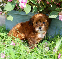 Shihpoo