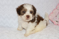 Shihpoo