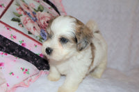 Shihpoo
