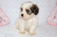 Shihpoo