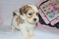 Shihpoo