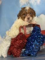 Shihpoo