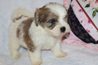Shihpoo
