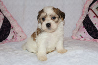 Shihpoo
