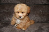 Shihpoo