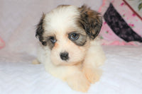 Shihpoo
