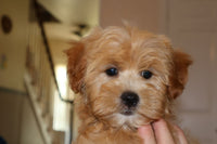 Shihpoo