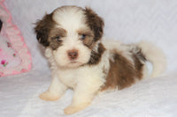 Shihpoo