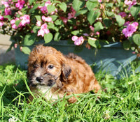 Shihpoo