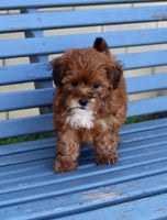 Shihpoo