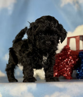 Shihpoo