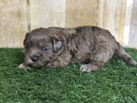 Shihpoo