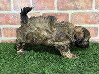 Shihpoo