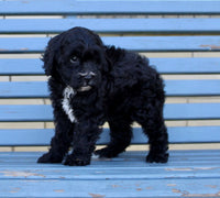 Shihpoo
