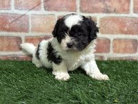 Shihpoo