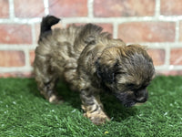 Shihpoo