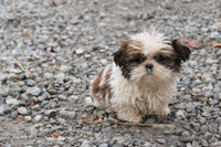 Shihtzu