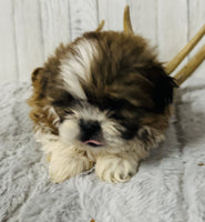  Shihtzu