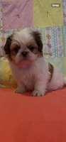 Shihtzu