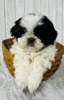  Shihtzu