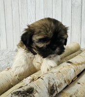  Shihtzu