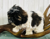 Shihtzu