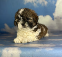 Shihtzu