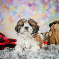 Shihtzu