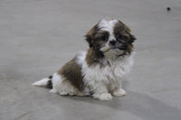 Shihtzu