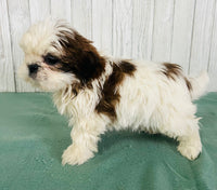 Shihtzu