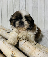  Shihtzu