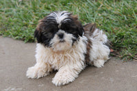 Shihtzu