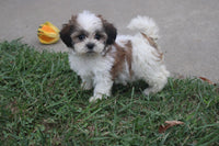 Shihtzu