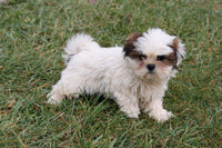 Shihtzu