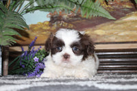 Shihtzu