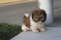 Shihtzu