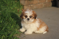 Shihtzu