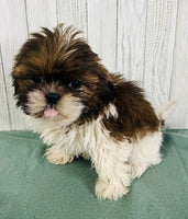 Shihtzu