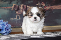 Shihtzu