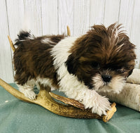 Shihtzu